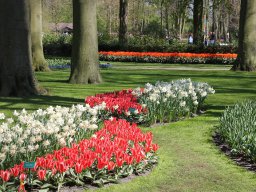 Keukenhof-NL